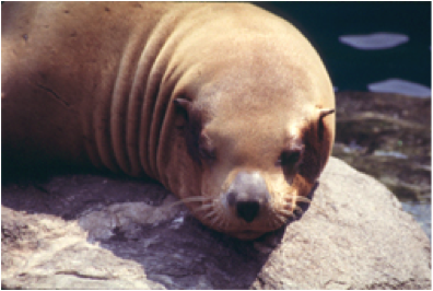 steller sea lion